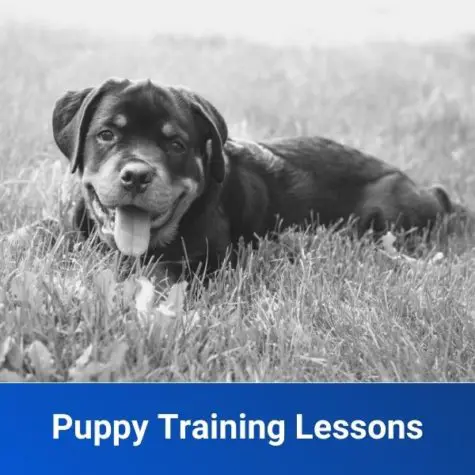 Puppy Training Lessons