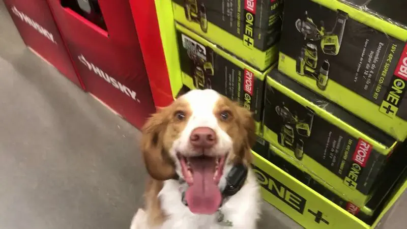 lily basic obedience training