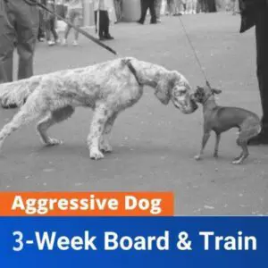 Aggressive Dog 3 Week Board and Train