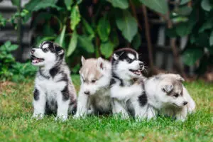 Setting the Paw-sitive Path: Early Puppy Training Essentials