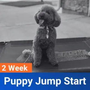 2-Week Puppy Jump Start Board & Train