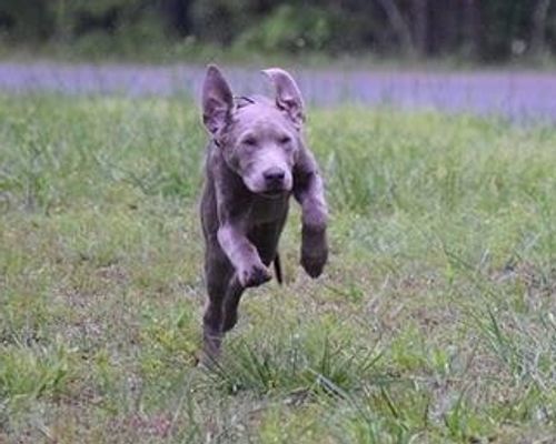 running puppy