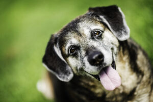 Training Older Dogs: Unlocking the Benefits of Canine Wisdom