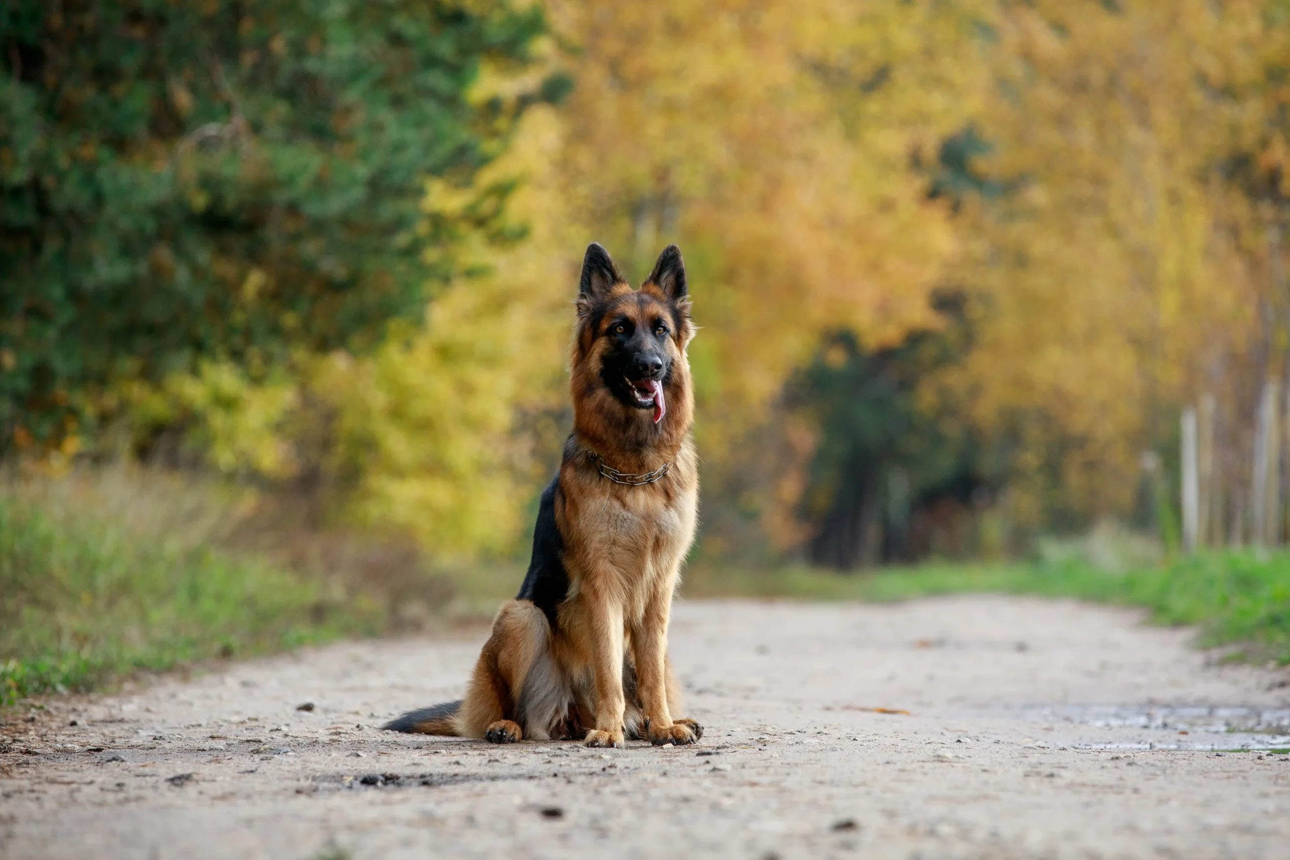 German Shepherd off-leash training in Clarksville, TN — Off Leash K9 Training