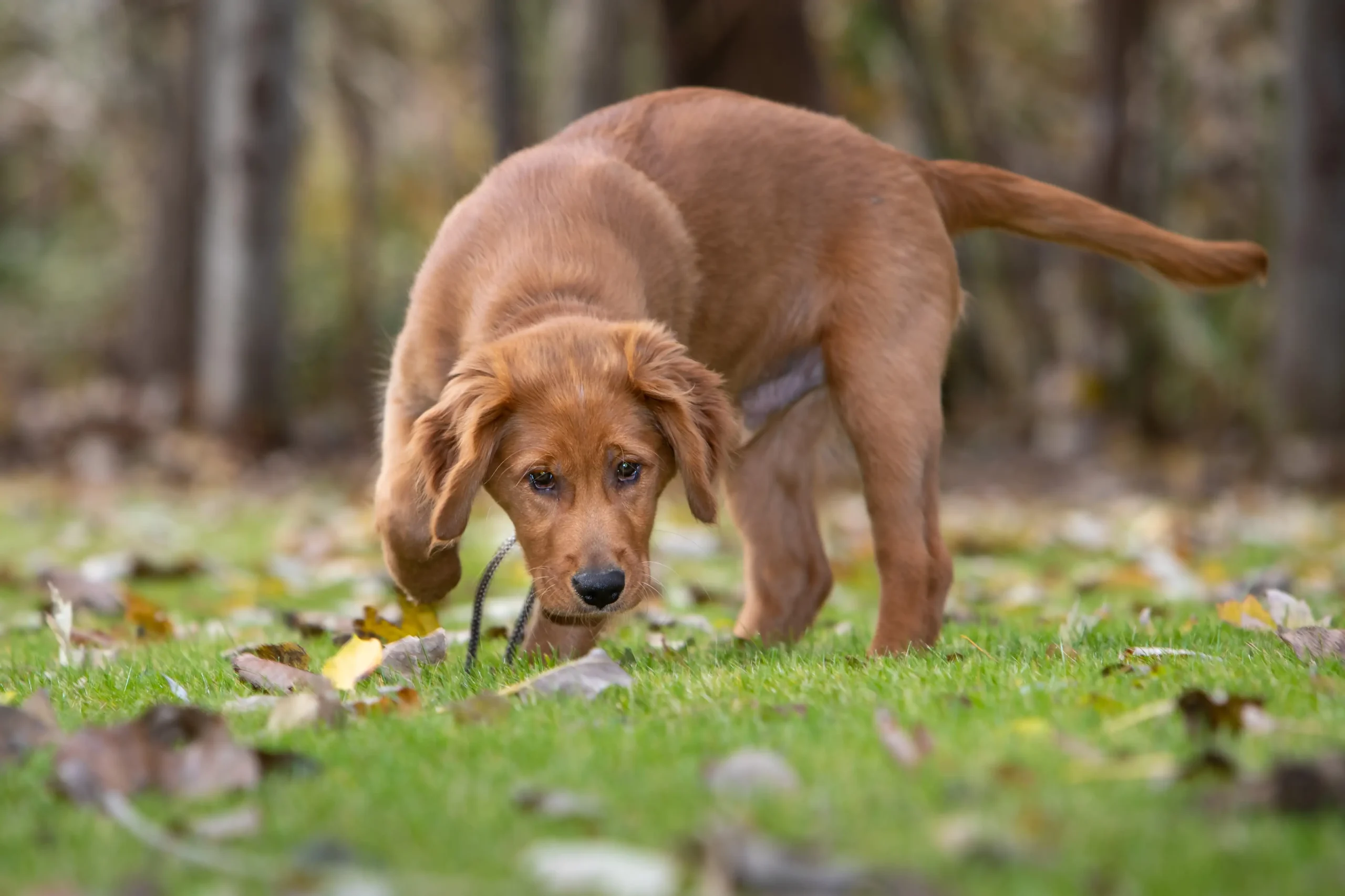 K9 nosework scent training in Clarksville, TN — Off Leash K9 Training