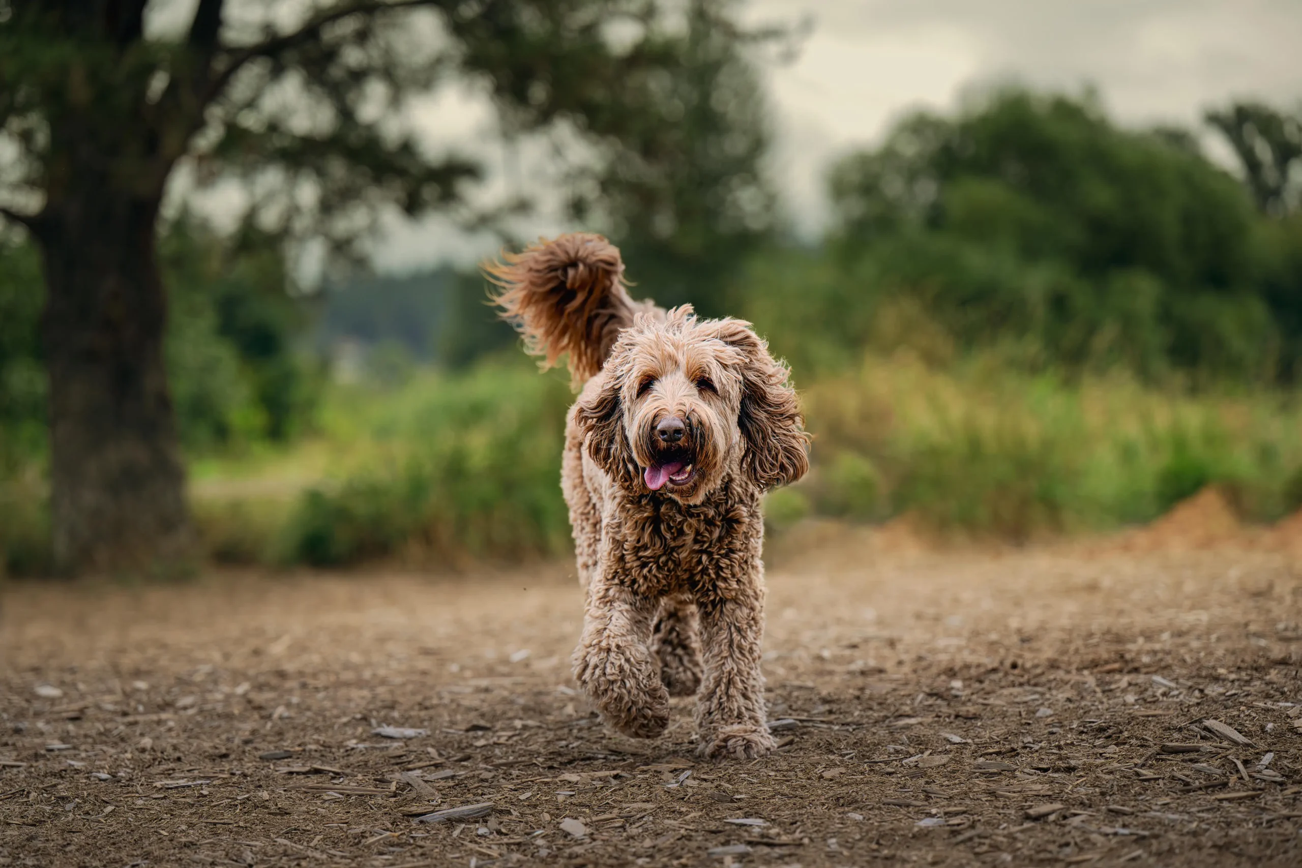 Off-leash dog training in Clarksville, TN — Off Leash K9 Training